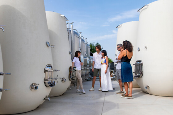 Visita guidata della cantina con degustazione di vini presso PDC Cartizze nelle colline di Valdobbiadene