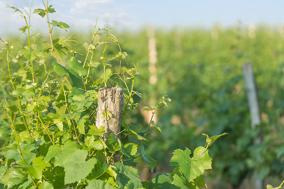 Scea Domaine des Gabies - photo 2