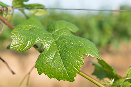 Scea Domaine des Gabies