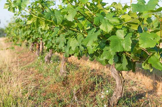 Scea Domaine des Gabies - photo 5