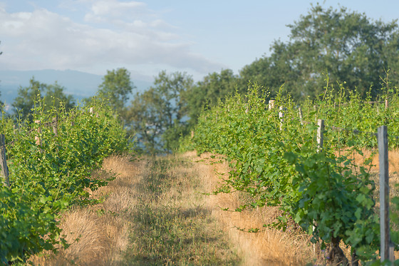 Scea Domaine des Gabies - photo 6