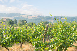 Scea Domaine des Gabies