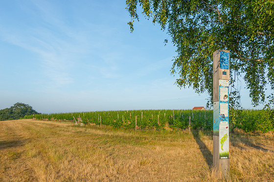 Scea Domaine des Gabies - photo 8