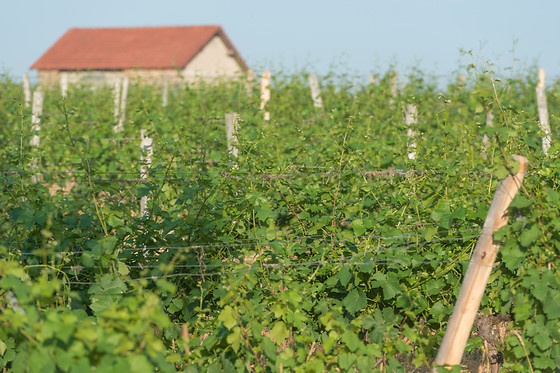 Scea Domaine des Gabies - photo 14