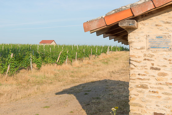 Scea Domaine des Gabies - photo 12