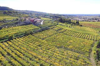 Visita alla cantina con degustazione di vini e due bottiglie in omaggio presso Cantina Fratelli Vogadori nel cuore della Valpolicella