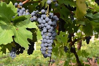 Visita alla cantina con degustazione di vini e due bottiglie in omaggio presso Cantina Fratelli Vogadori nel cuore della Valpolicella