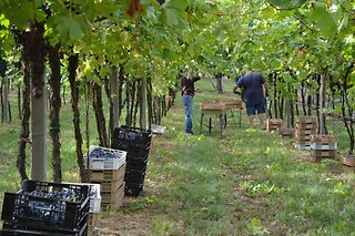 Visita alla cantina con degustazione di vini e due bottiglie in omaggio presso Cantina Fratelli Vogadori nel cuore della Valpolicella