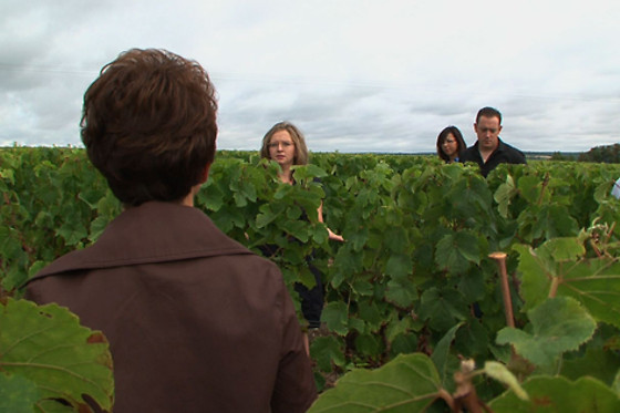 Domaine du Vieil Orme - photo 10