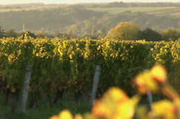 Domaine du Vieil Orme
