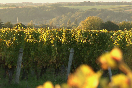 Domaine du Vieil Orme - photo 12