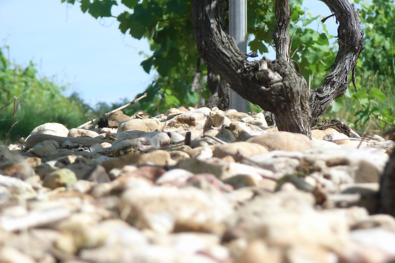 Domaine de Carcenac - photo 0