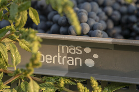 MAS BERTRAN - photo 15
