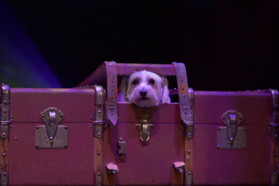Little Cabaret - photo 6