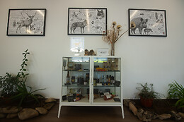 Centro Rewilding