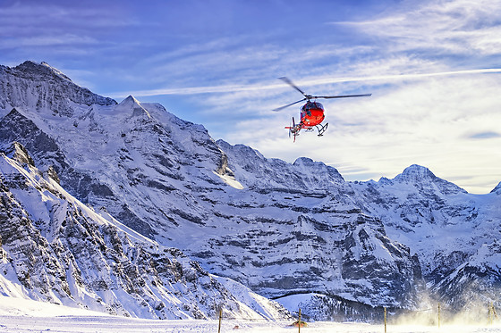 Les Volatiles - photo 6