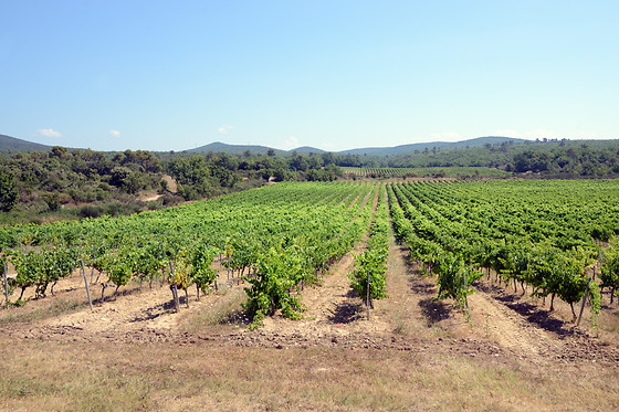 Les Terres de Saint Hilaire - photo 15