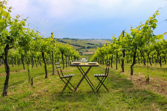 Azienda Agricola Bartolacci - photo 7