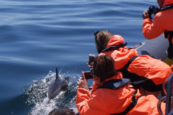 Seadolphins - photo 0
