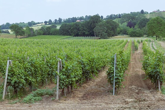 Azienda Agricola Ganaghello - photo 6