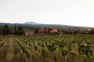 Soggiorno enogastronomico di una notte con visita alla cantina presso Agriturismo Valle Galfina in provincia di Catania