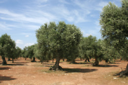 B&B Sigismondo Castromediano