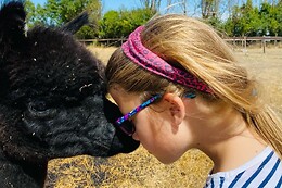 La Petite Ferme d'Alpagas Sanzay
