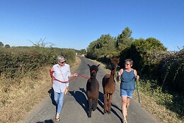 La Petite Ferme d'Alpagas Sanzay