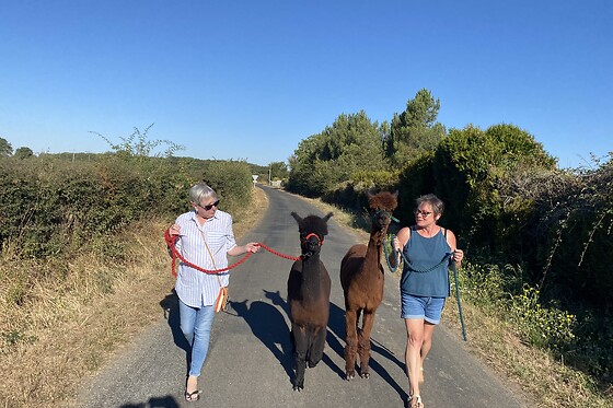 La Petite Ferme d'Alpagas Sanzay - photo 3