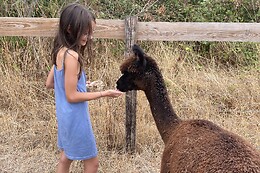 La Petite Ferme d'Alpagas Sanzay