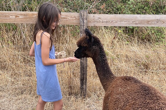 La Petite Ferme d'Alpagas Sanzay - photo 9