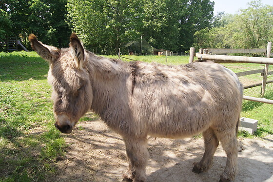 Le Paddock du Val de Lys - photo 14