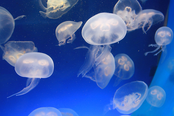 Acquario di Genova