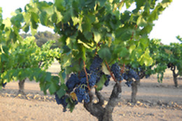 BODEGA DOMINIO DE MAESTRAZGO