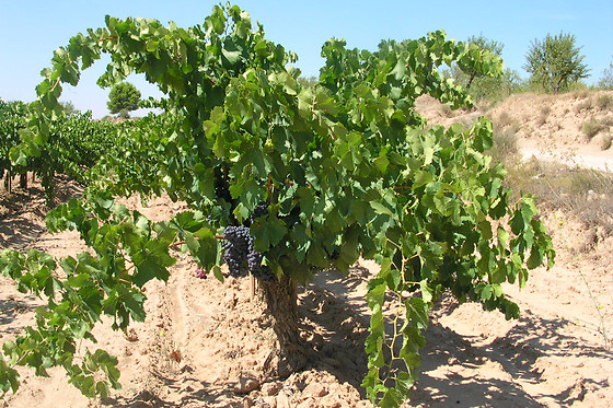 BODEGA DOMINIO DE MAESTRAZGO - photo 6