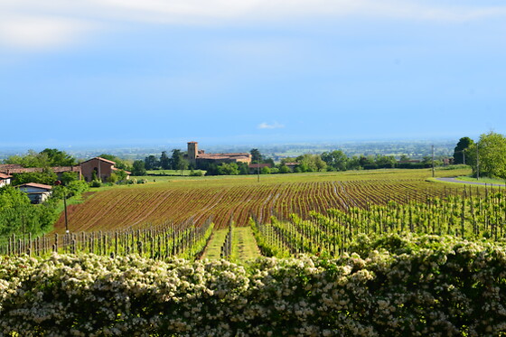 Montesissa - photo 3