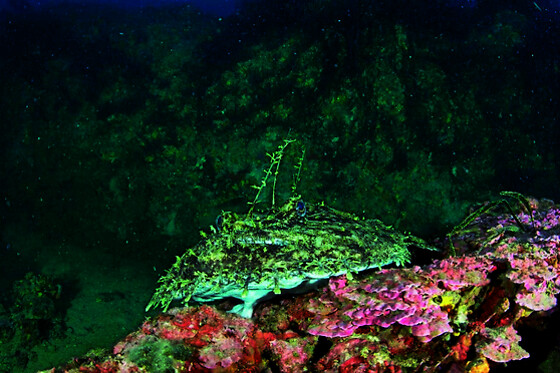 Nautilus Technical Diving Center ssd - photo 3