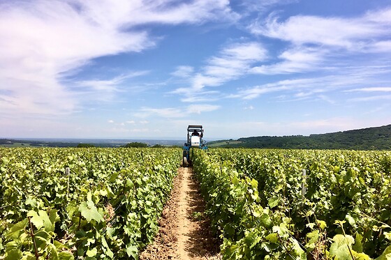 Domaine Joseph Lafarge - photo 11
