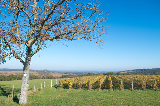 Domaine Joseph Lafarge - photo 3