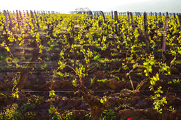 Domaine Joseph Lafarge