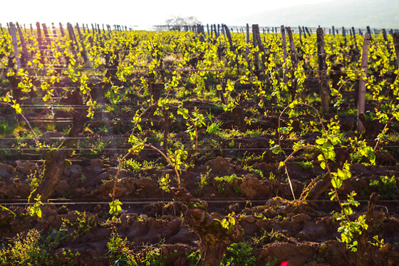 Domaine Joseph Lafarge - photo 14
