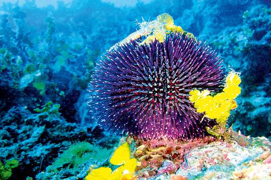 Aqua Evasion - photo 2