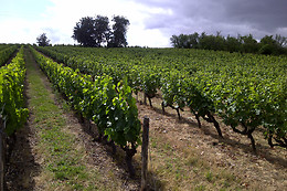 Cabernet & Côt