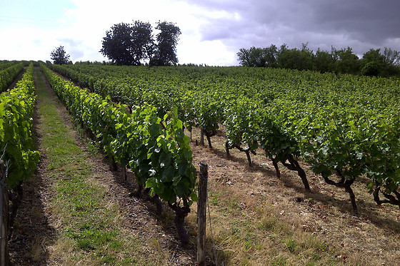 Cabernet & Côt - photo 0