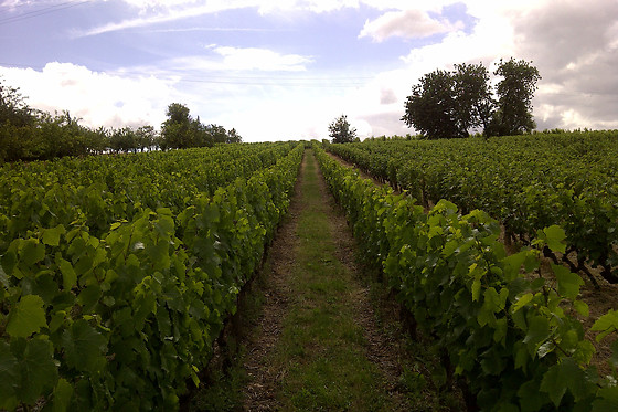 Cabernet & Côt - photo 2
