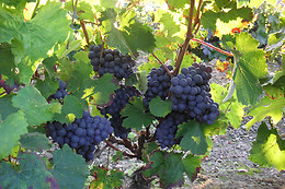 Cabernet & Côt