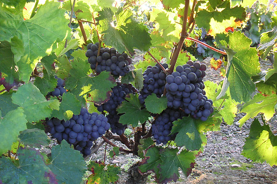 Cabernet & Côt - photo 5