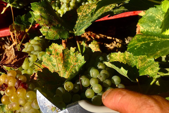 CELLER CARLES ANDREU - photo 6