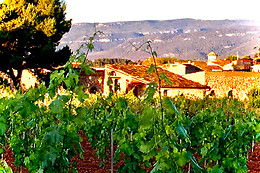 CELLER CARLES ANDREU