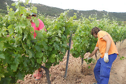 CELLER CARLES ANDREU